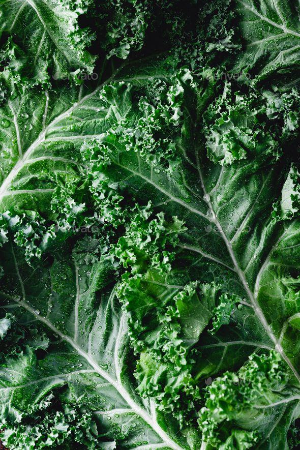 Green Thumb Galore: Vibrant Veggie Variety